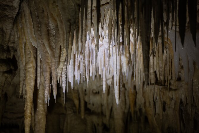 Auckland: Rotorua Māori Village, Waitomo Caves & Lunch - The road to Waitomo