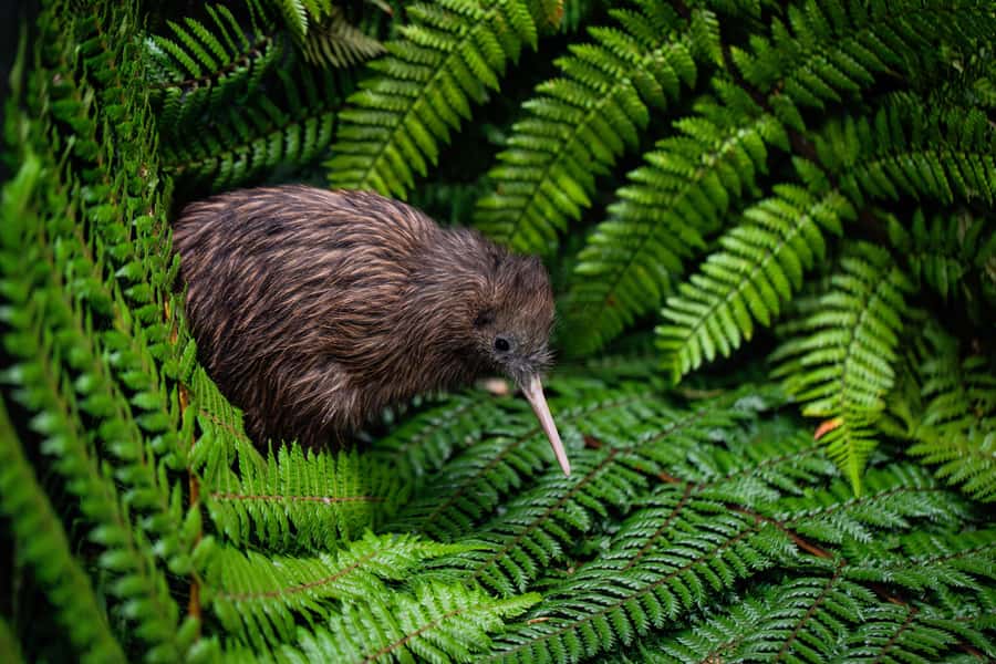 Auckland: Rotorua Wai-O-Tapu, Te Puia with Haka - Who should book this Rotorua day trip?