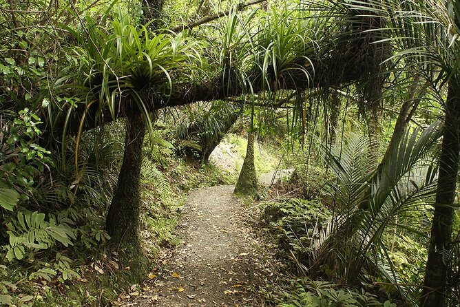 Auckland's Wild West Coast & Black Sand Beaches Tour inc Lunch - Walking up to the Muriwai gannet colony