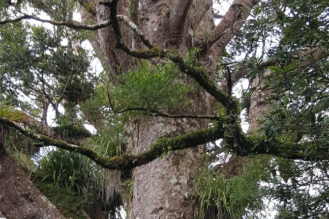 Auckland Sights Exclusive 8 Hour Luxury Day Tour - One day, two very different Aucklands