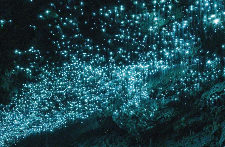 Auckland: Spellbound Glowworm Caves Explorer Tour - Why Spellbound is worth the long ride from Auckland