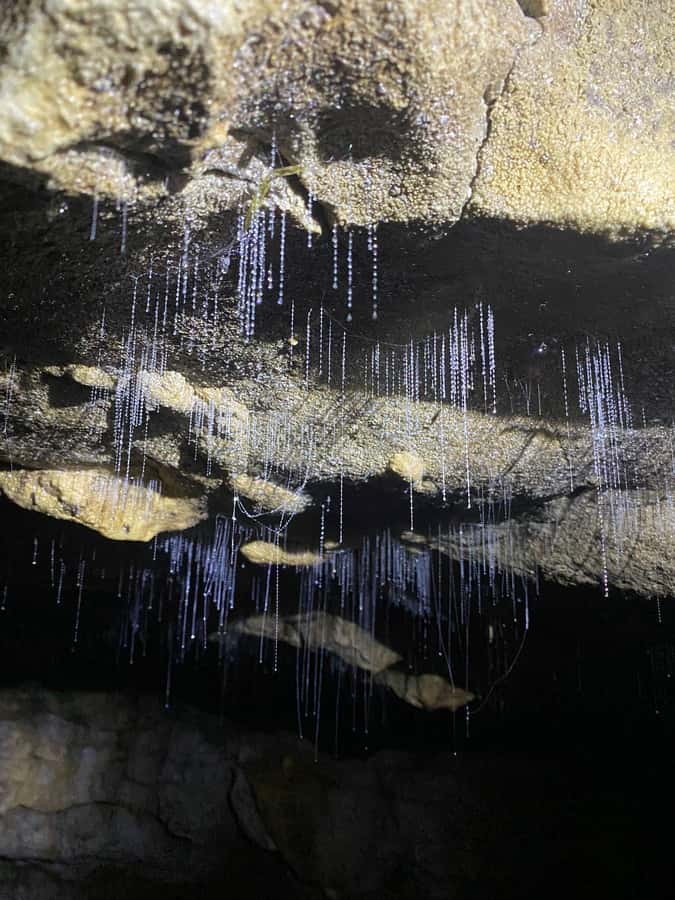 Auckland: Spellbound Glowworm Caves Explorer Tour - The Glowworm Grotto and its starry ceiling