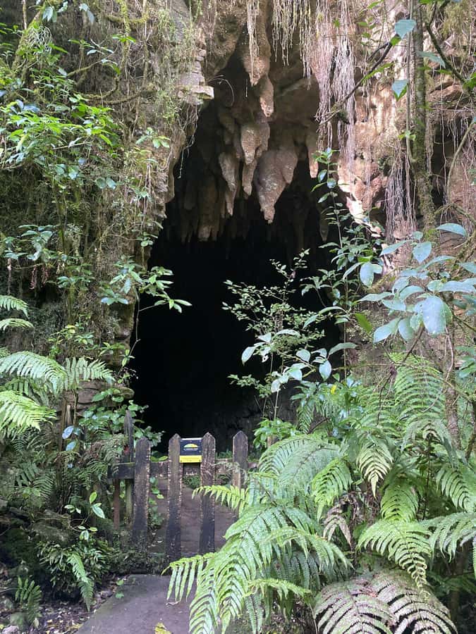 Auckland: Spellbound Glowworm Caves Explorer Tour - Who should take this tour?