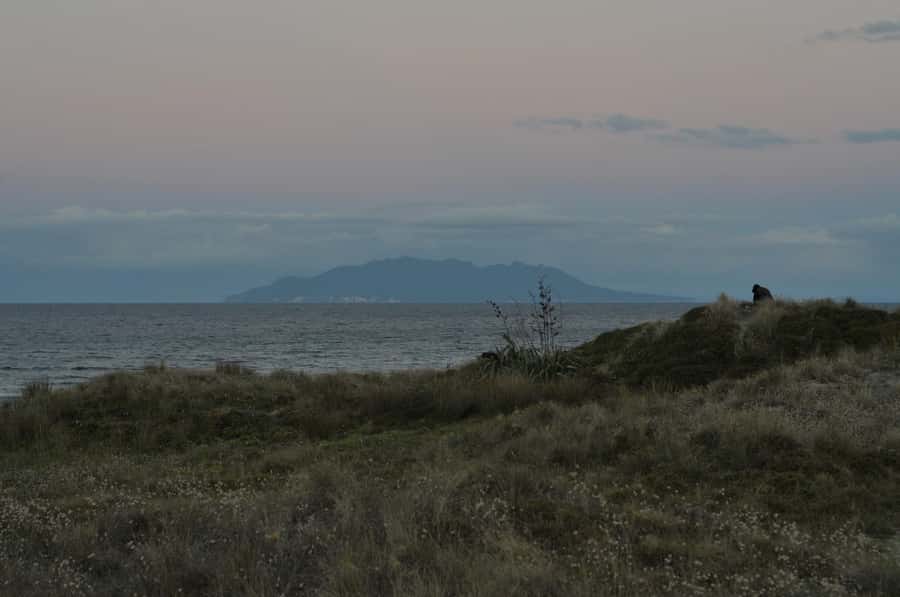 Auckland (Tawharanui): Wild Kiwi Bird Spotting Encounter - The optional glamping stay