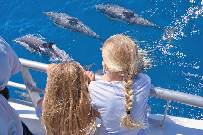 Auckland: Tikapa Moana Dolphin, Whale and Island Cruise - Key points before you book