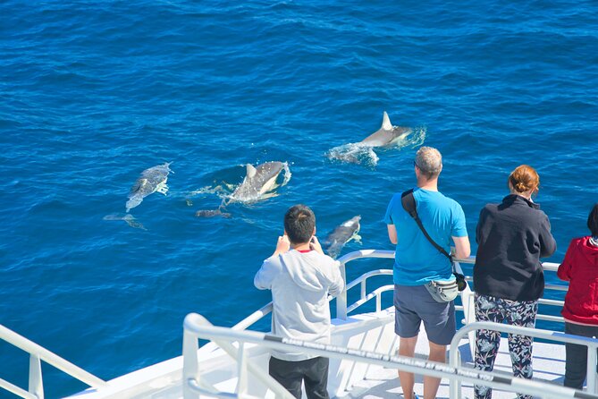 Auckland: Tikapa Moana Dolphin, Whale and Island Cruise - What the best sightings feel like
