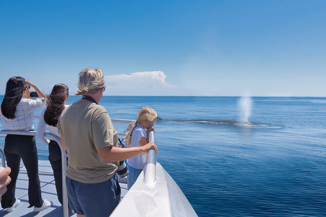 Auckland: Tikapa Moana Dolphin, Whale and Island Cruise - The Hauraki Gulf search for wildlife
