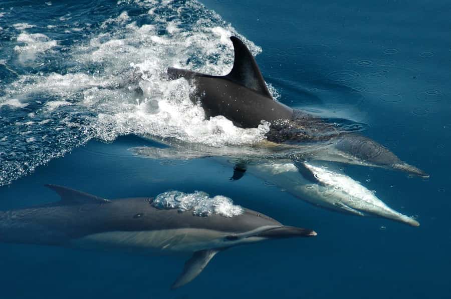 Auckland: Tikapa Moana Whales, Dolphins and Islands Cruise - Rotoroa Island: trails, wildlife, and a short walk