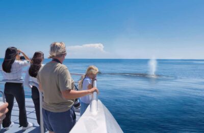 Tikapa Moana Whales, Dolphins and Islands Cruise