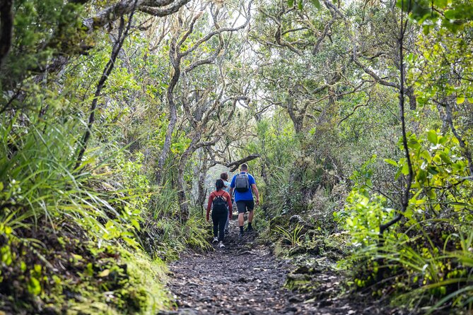 Auckland to Rangitoto Island Ferry - Lava caves give you a reason to slow down
