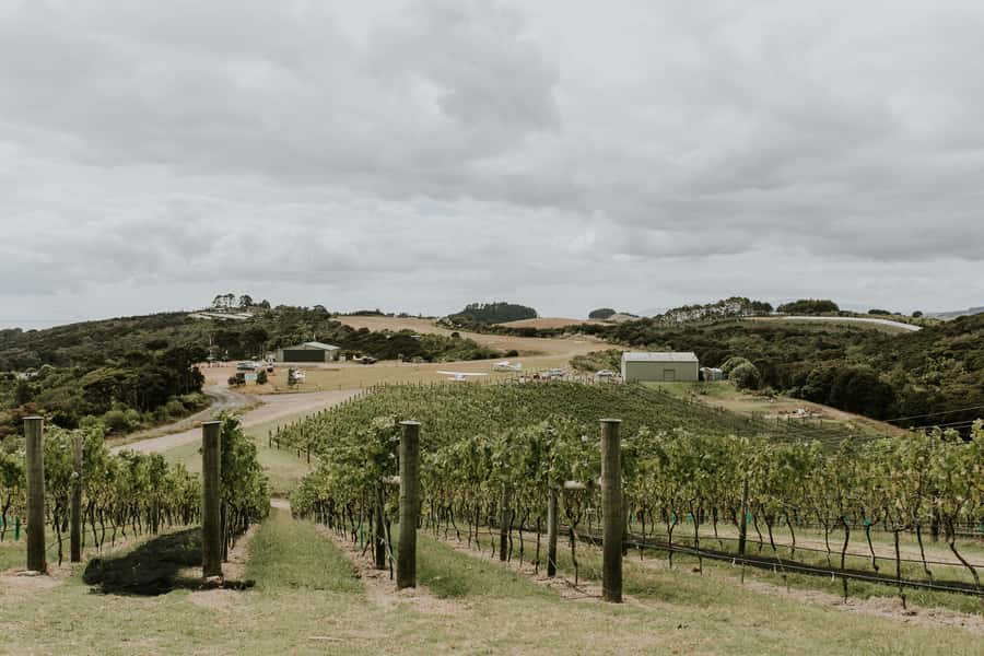 Auckland: Waiheke Island Wine and Food Tasting with Flights - What the $388 price includes