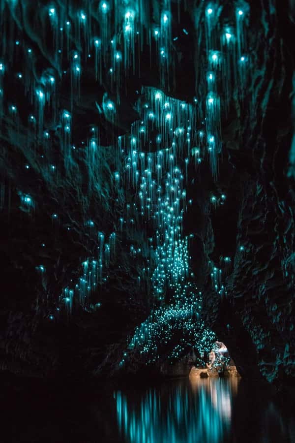Auckland: Waitomo Caves & Rotorua - Te Puia Small-Group Tour - Key things to know before you book