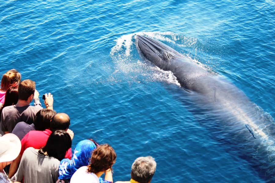 Auckland: Whale and Dolphin Watching Half-Day Eco Cruise - Auckland’s marine safari starts in the city