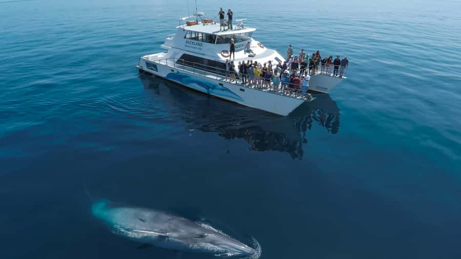 Auckland: Whale and Dolphin Watching Half-Day Eco Cruise - Dolphins, whales, and the luck of the day