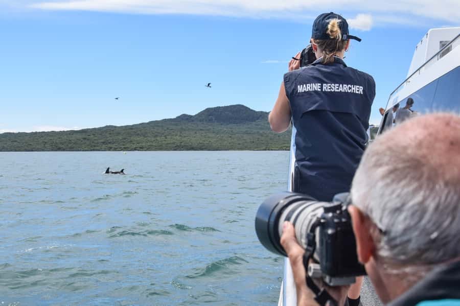Auckland: Whale and Dolphin Watching Half-Day Eco Cruise - A working research vessel, not just a sightseeing boat