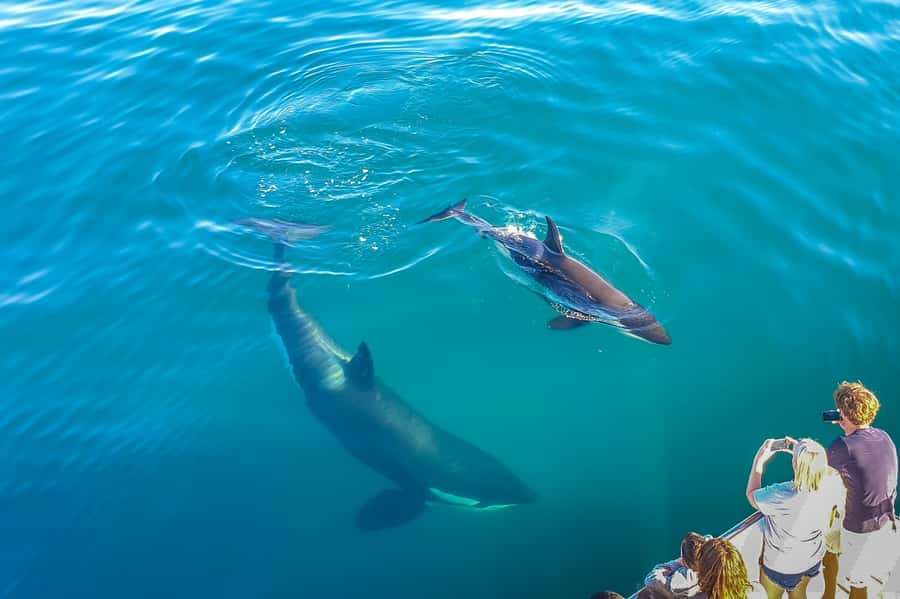 Auckland: Whale and Dolphin Watching Half-Day Eco Cruise - Birds, sharks, and the life between whale sightings