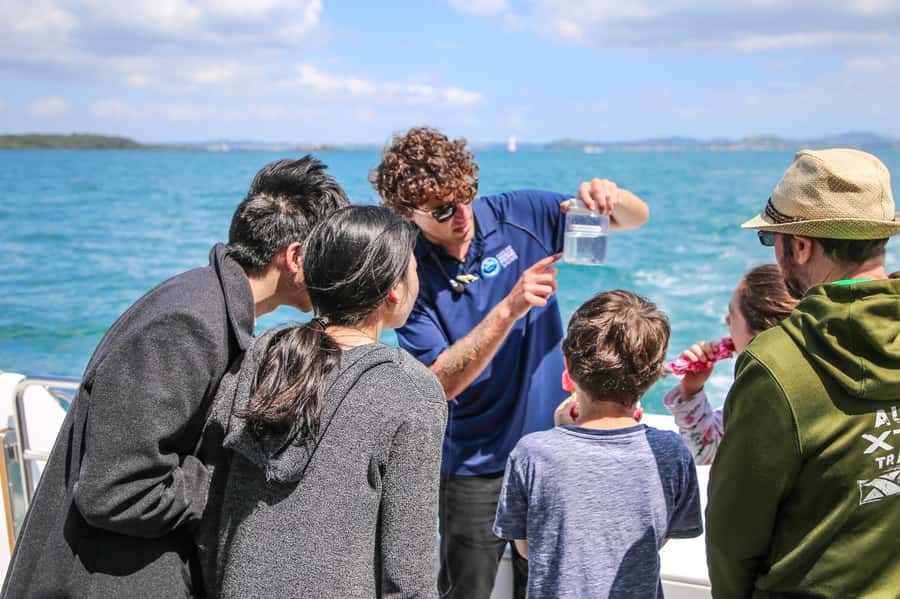 Auckland: Whale and Dolphin Watching Half-Day Eco Cruise - How the $130 fare measures up