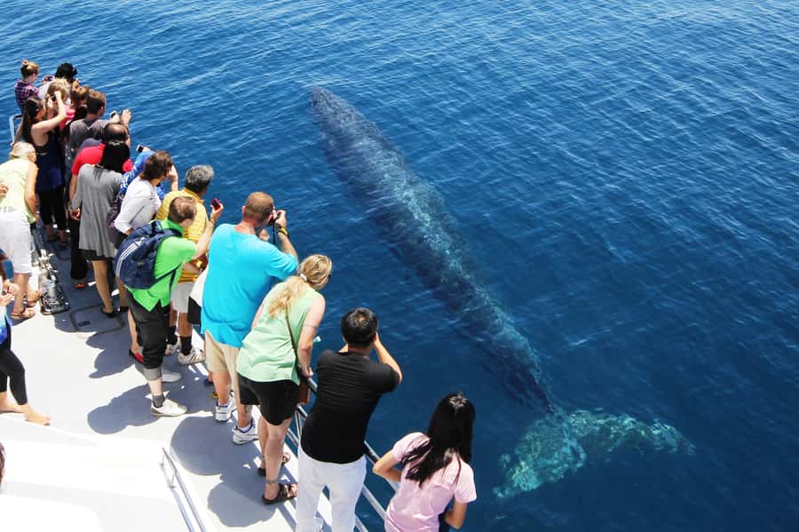 Auckland: Whale and Dolphin Watching Half-Day Eco Cruise - Should you book the Auckland Whale and Dolphin Safari?