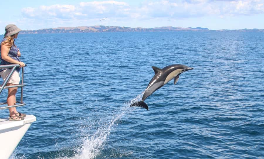 Auckland: Whale and Dolphin Watching Half-Day Eco Cruise - Four and a half hours on the Hauraki Gulf