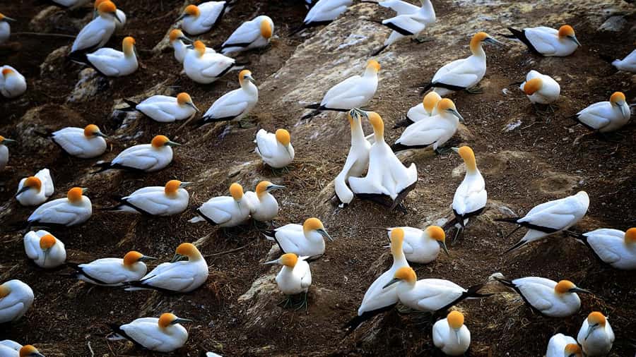 Auckland: Wild West Coast, Black Sand Beaches Tour inc Lunch - Auckland’s wild side in one afternoon