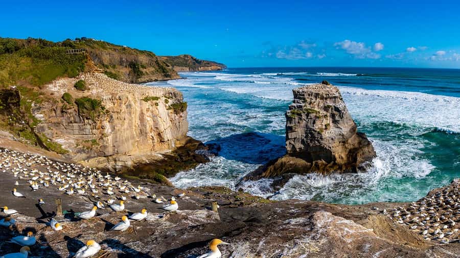 Auckland: Wild West Coast, Black Sand Beaches Tour inc Lunch - Meeting beneath the Sky Tower