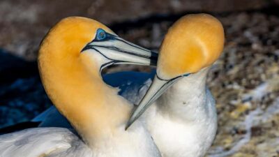 Wild West Coast, Black Sand Beaches Tour inc Lunch
