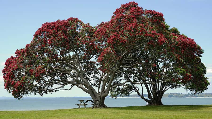 Auckland: Wild West Coast, Black Sand Beaches Tour inc Lunch - Crossing back to Auckland’s North Shore