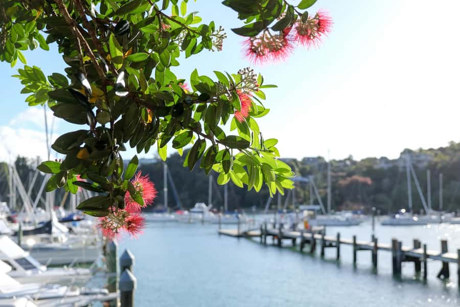 Bay of Islands: 1 Hour Scenic Bay of Islands Tour - Starting in Opua by the yacht harbor