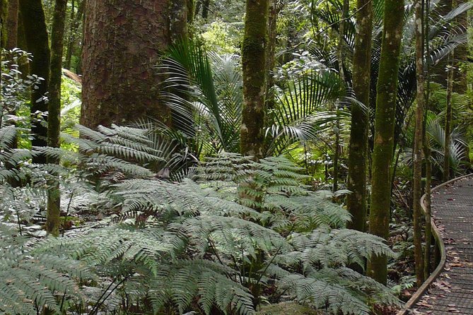 Bay of Islands Glow Worm Caves & Scenic Shore Excursion - Who will get the most from this outing
