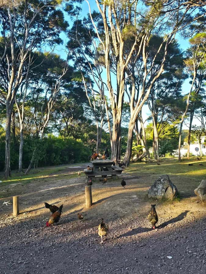 Bay of Islands - Mini Tour (75-90 mins) - Booking flexibility and meeting details