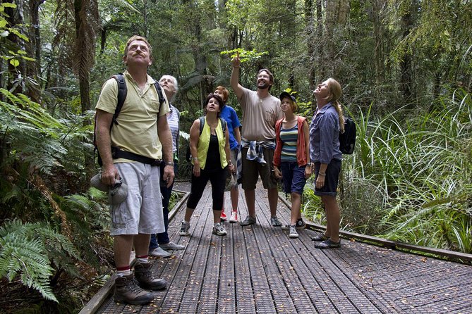 Bay of Islands Shore Excursion: Puketi Rainforest Guided Walk - Why Puketi Rainforest is worth your port day