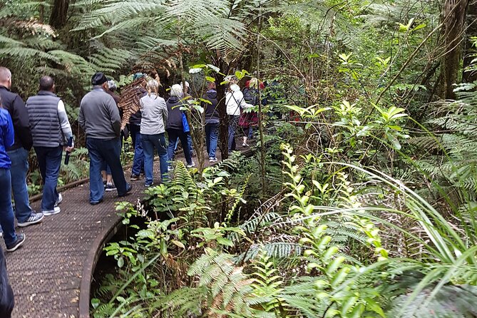 Bay of Islands Shore Excursion: Puketi Rainforest Guided Walk - Morning tea, water, and what to bring