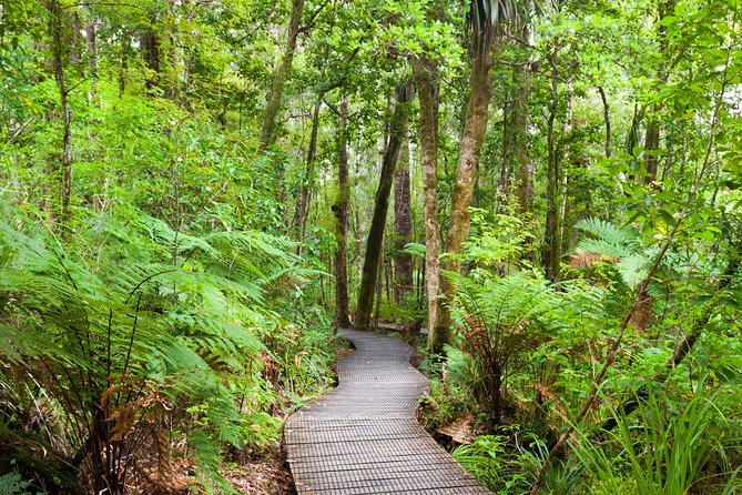 Bay of Islands Shore Excursion: Puketi Rainforest Guided Walk - Should you book the Puketi Rainforest walk?