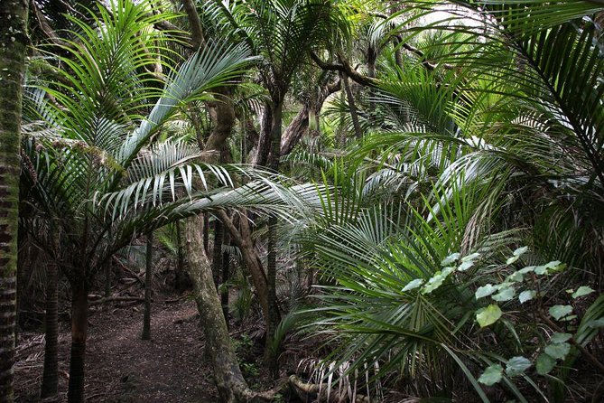 Beautiful Nature Tours Auckland - Private Tour - Rainforest walks, Piha, and coastal viewpoints