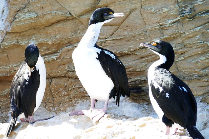 Bird Watching and Dolphin Eco-Tour to Blumine Island - Why this Picton boat trip is more than a standard cruise