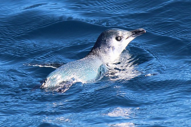 Bird Watching and Dolphin Eco-Tour to Blumine Island - Blumine Island and its rare birds