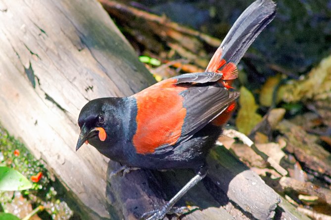 Bird Watching and Dolphin Eco-Tour to Blumine Island - The one-hour island visit and its physical demands