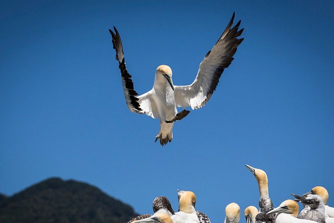 Bird Watching and Dolphin Eco-Tour to Blumine Island - What is included, and what the €112 price means