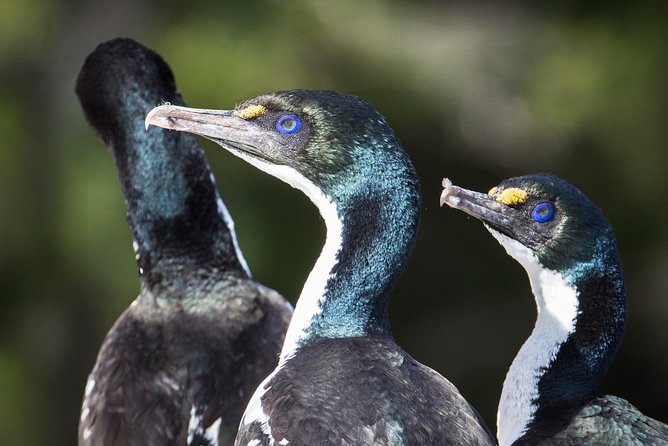 Bird Watching and Dolphin Eco-Tour to Blumine Island - Who will get the most from this outing
