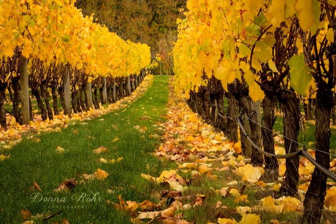 Blenheim Half day Wine Tour - Why Marlborough makes a good half-day wine stop