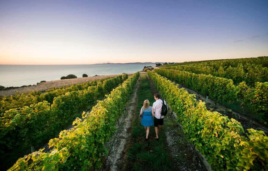 Blenheim/Renwick: Marlborough Half-Day Wine Tour with Lunch - Why this four-hour Marlborough tour works