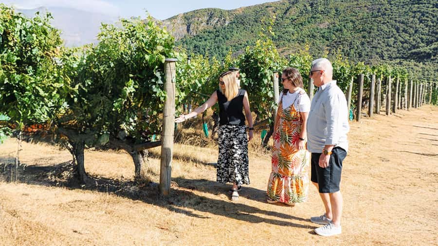 Boutique Winery Half-Day Tour & Vineyard Platter-Style Lunch - Tasting wine without needing to be an expert
