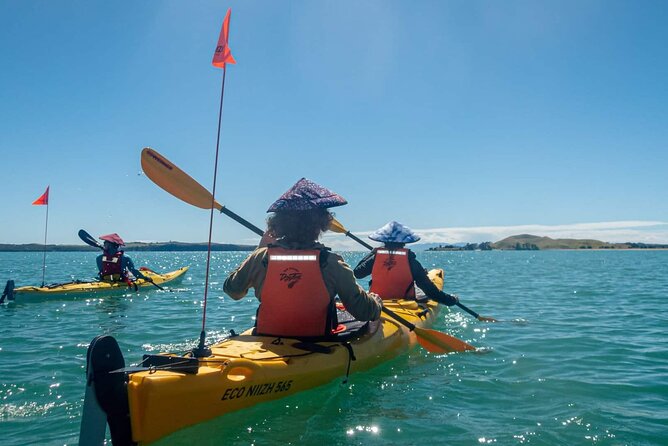 Browns Island Motukorea Sea Kayak Tour - Birds, reptiles, and conservation on an uninhabited island