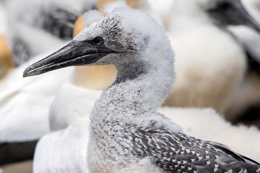 Cape Kidnappers Gannet Colony Private Tour - Why the Cape Kidnappers gannets are the star