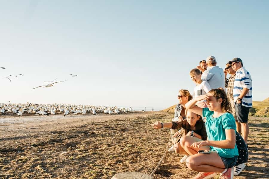 Cape Kidnappers Gannet Colony Private Tour - Cliff tops, Hawkes Bay, and the geology below