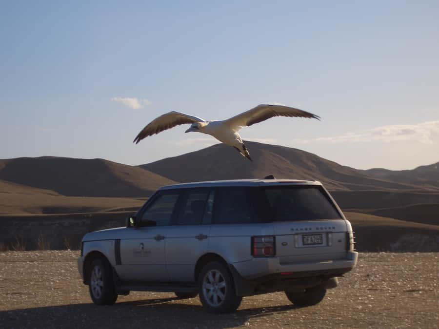 Cape Kidnappers Gannet Colony Private Tour - Crossing the 2,500-acre station