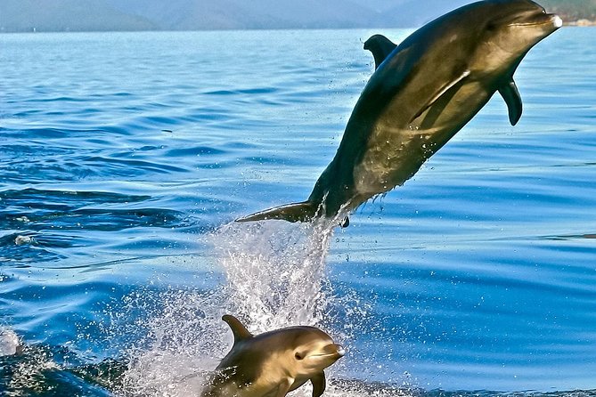 Captain Cook and Dolphin Cruise - Ship Cove and the Captain Cook story