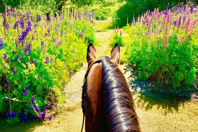 Cardrona High Country Pub Trail Horse Riding Trek (Intermediate+) - The $365.29 price and what you get