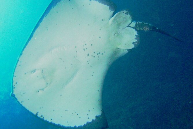 Cathedral Cove Dive & Snorkel- Marine Reserve specialised trips - Why this snorkel trip is different from a beach swim
