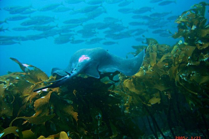 Cathedral Cove Dive & Snorkel- Marine Reserve specialised trips - Practical details that affect your day